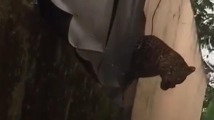Dua Warga Pacet Bandung Terluka Akibat Serangan Macan Tutul